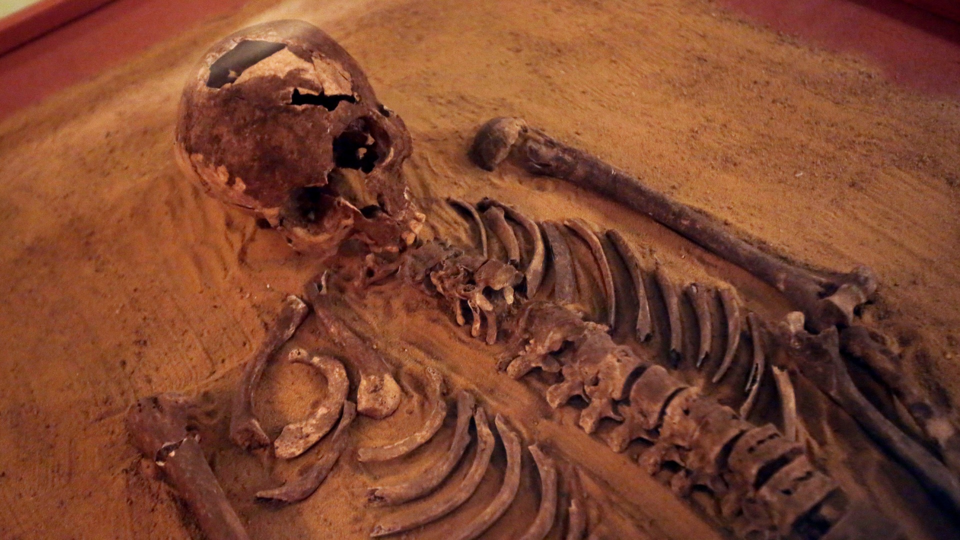 a close-up of a human skeleton